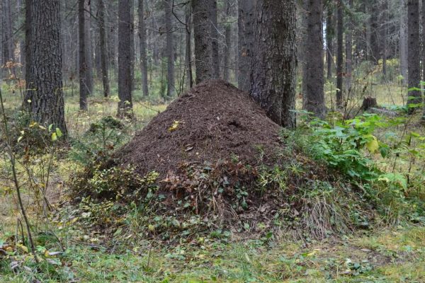 Explore the natural beauty of an anthill nestled in a lush Syktyvkar forest.