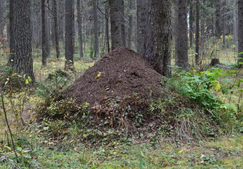 Explore the natural beauty of an anthill nestled in a lush Syktyvkar forest.